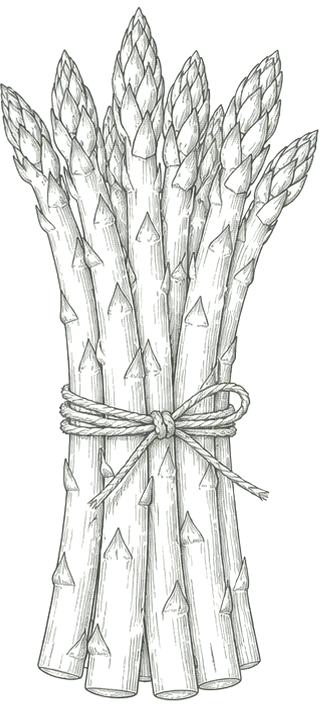 Line illustration of a bundle of asparagus.