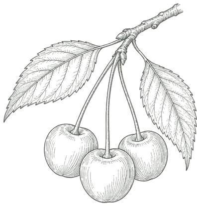 Line illustration of a sprig of tart cherries.