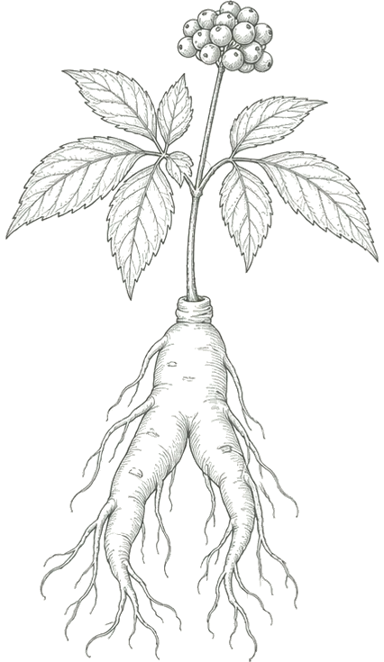 Line illustration of a ginseng plant and root.