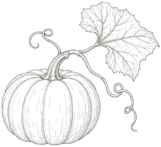 Line illustration of a pumpkin on the vine.